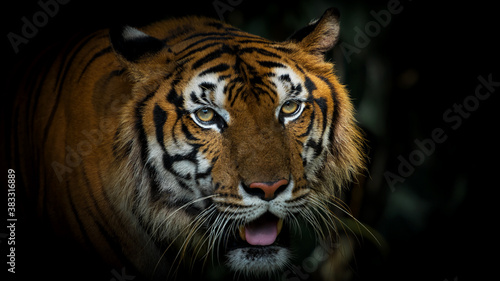 The tiger walks in the forest to find food. (Panthera tigris corbetti) in the natural habitat, wild dangerous animal in the natural habitat, in Thailand.