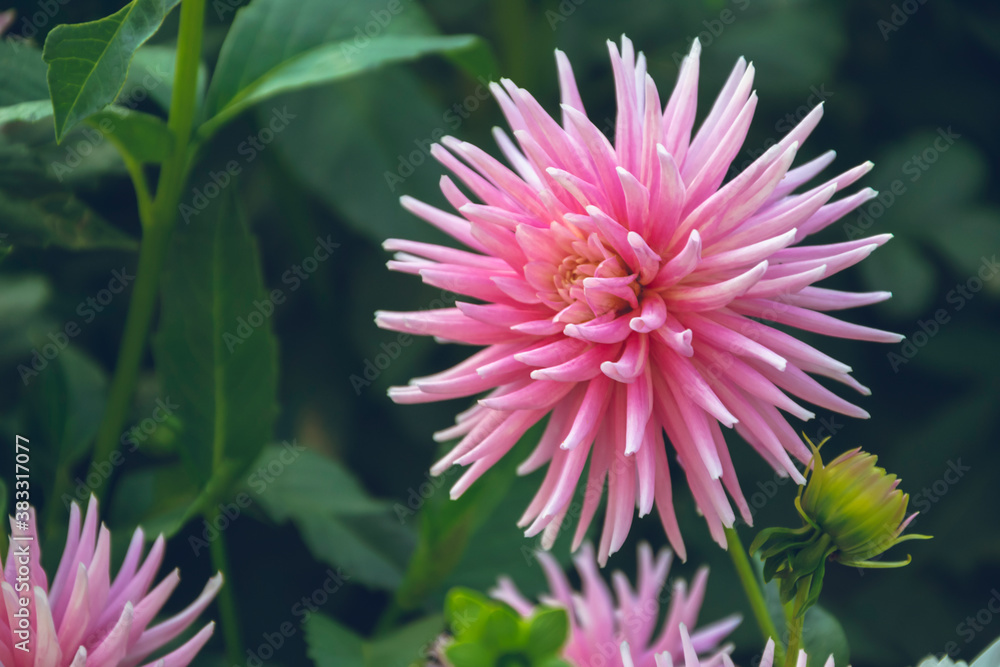 Close up picture of pink dahlia flower on green background, as nature wallpaper from the garden for greeting card. Autumn flowers with copy space for text. Herbs with small petals. Close up picture of pink dahlia flower on green background, as nature wallpaper from the garden for greeting card. Autumn flowers with copy space for text. Herbs with small petals.