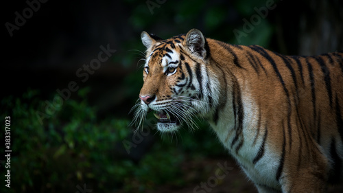 The tiger stands to look at something with interest.  Panthera tigris corbetti  in the natural habitat  wild dangerous animal in the natural habitat  in Thailand.