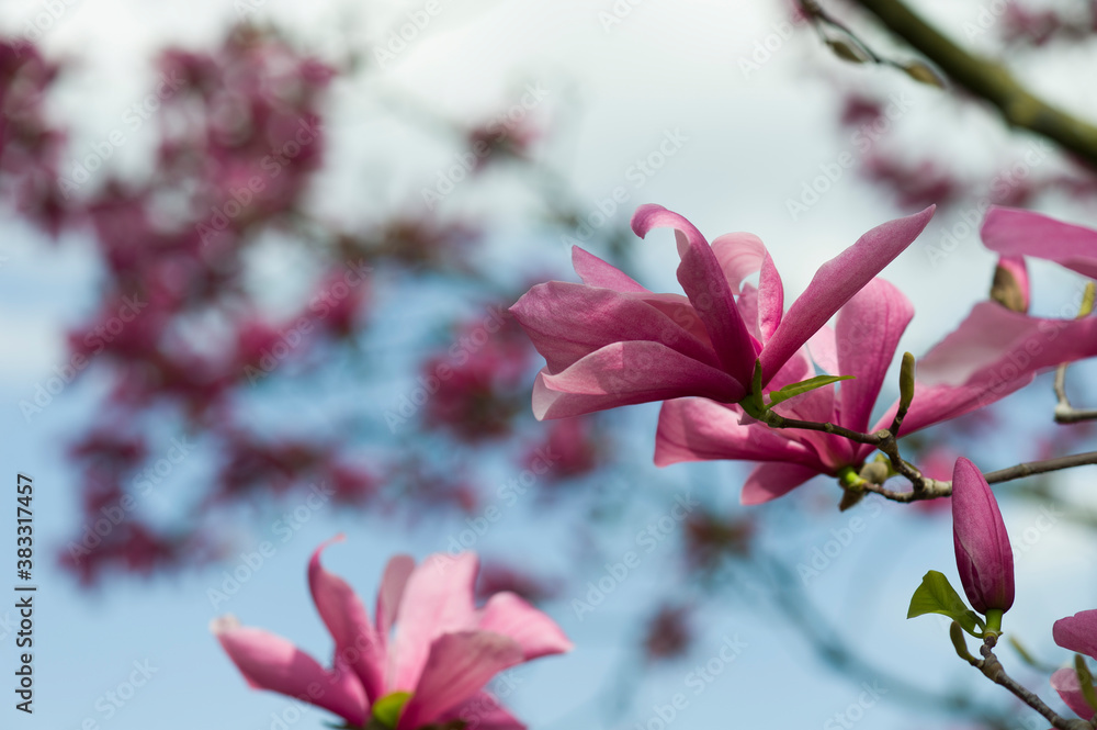 Obraz premium Blühende Sternmagnolie