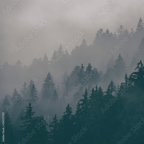 Misty landscape with fir forest, scenic view of treetops in clouds, natural background