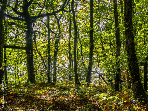 beautiful woodland scene on a bright Autumn day