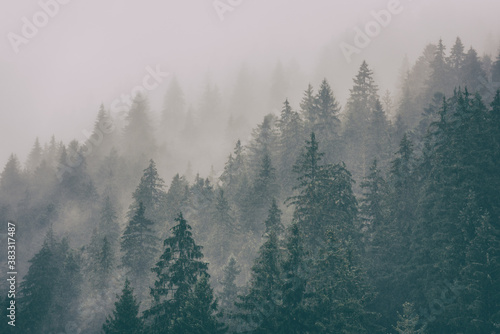 Misty landscape with fir forest, scenic view of treetops in clouds, natural background