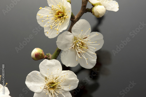 Fototapeta Naklejka Na Ścianę i Meble -  梅の花