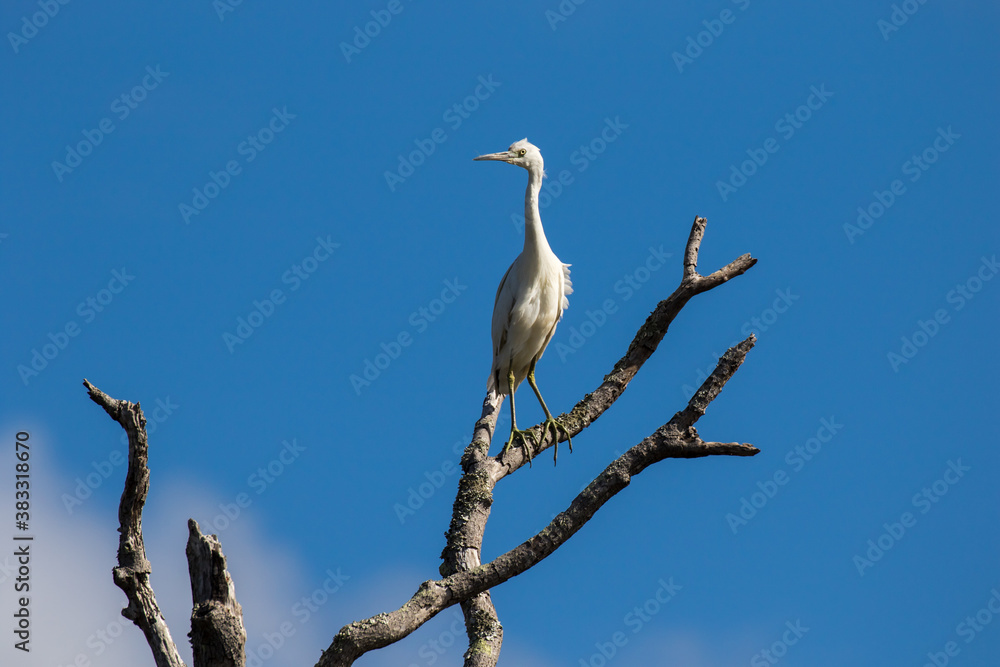 a juvinal little blue heron perched on a high dead tree limb. a juvinal little blue heron perched on a high dead tree limb.