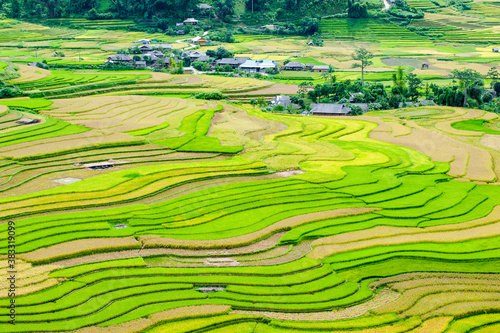 Colors of rice and paddy in Mu Cang Chai district, yen Bai province, Vietnam.