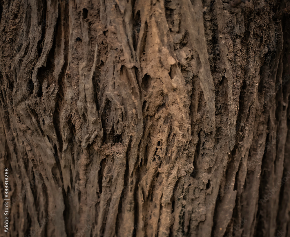 Trunk texture Trunk texture
