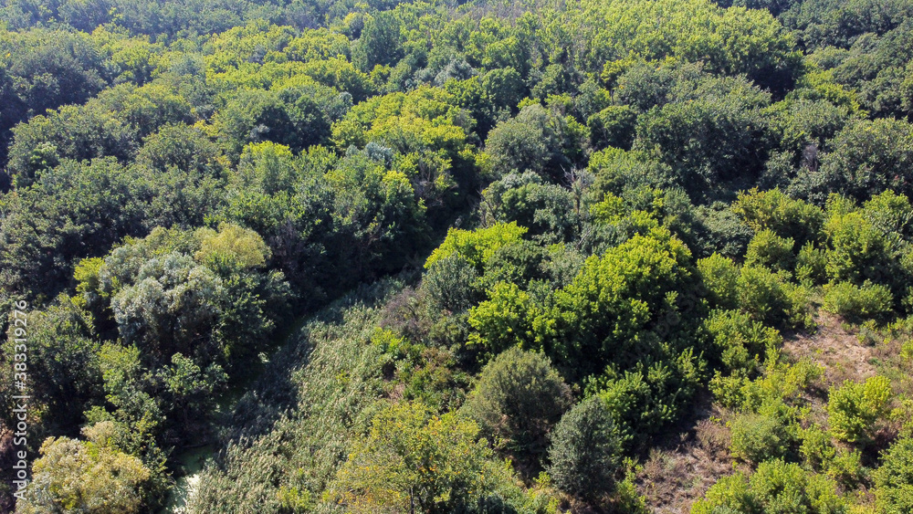 Bird's eye view of green forest with a lot of trees Bird's eye view of green forest with a lot of trees