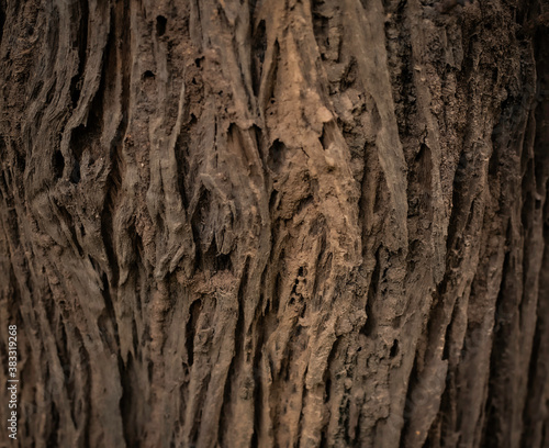 Trunk texture