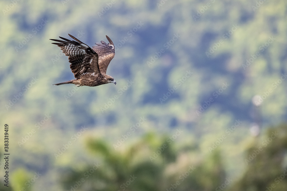 Obraz premium Black Kite (Milvus migrans) in flight