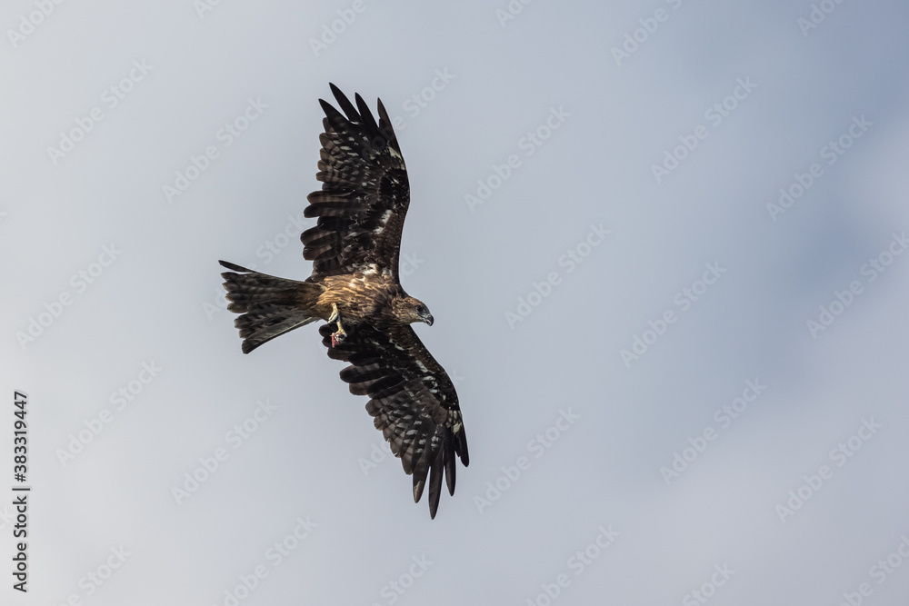 Fototapeta premium Black Kite (Milvus migrans) in flight