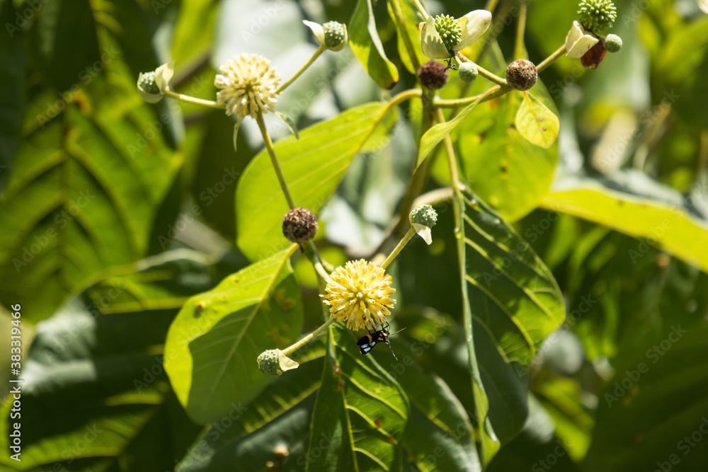 Green flower of teak tree with green leaf Green flower of teak tree with green leaf