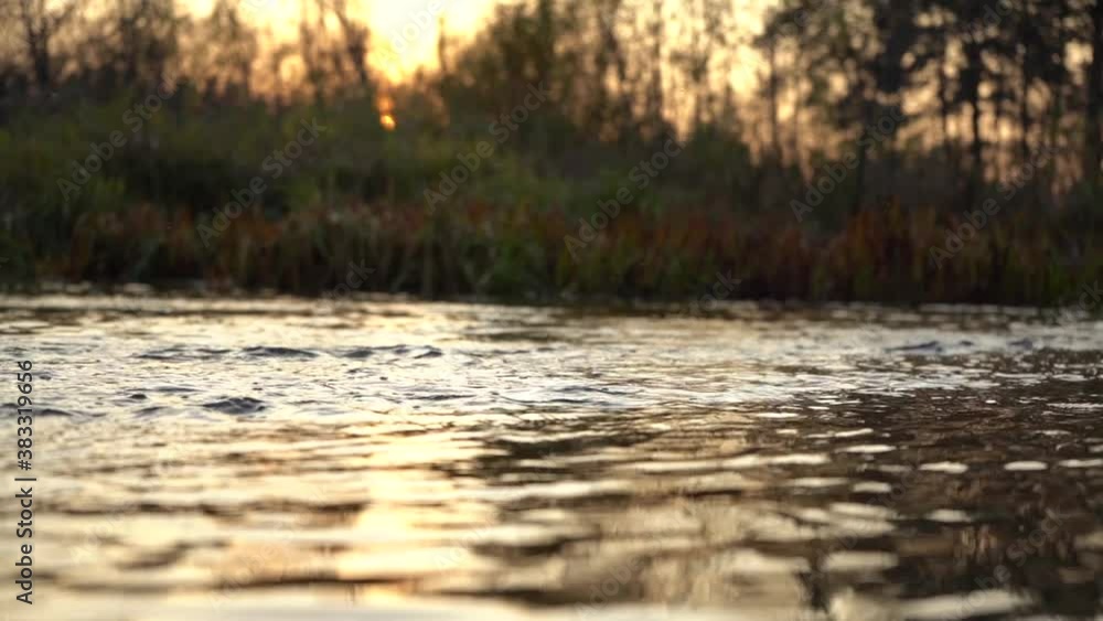 calm river in summer at sunset, insects fly over the river calm river in summer at sunset, insects fly over the river