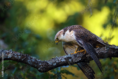 The lanner falcon (Falco biarmicus) sitting on a branch in a very dense tree. The little falcon camouflages itself in the middle of the leaves. photo