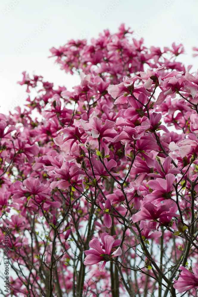 Magnolienblüte