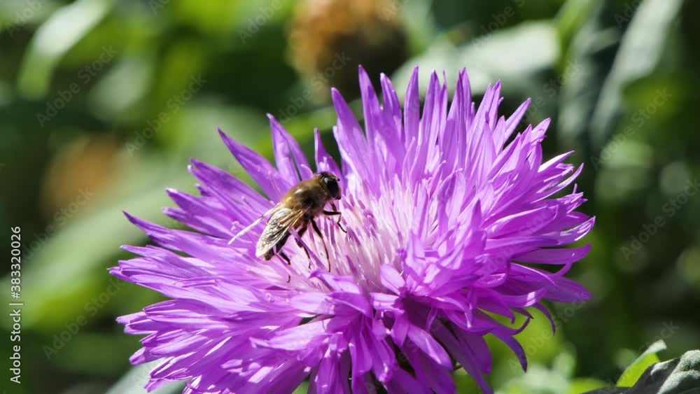 Bee Work in Big Beautiful Flower in Spring Field, Nature Wildlife Shot, Honeybee Bee Work in Big Beautiful Flower in Spring Field, Nature Wildlife Shot, Honeybee