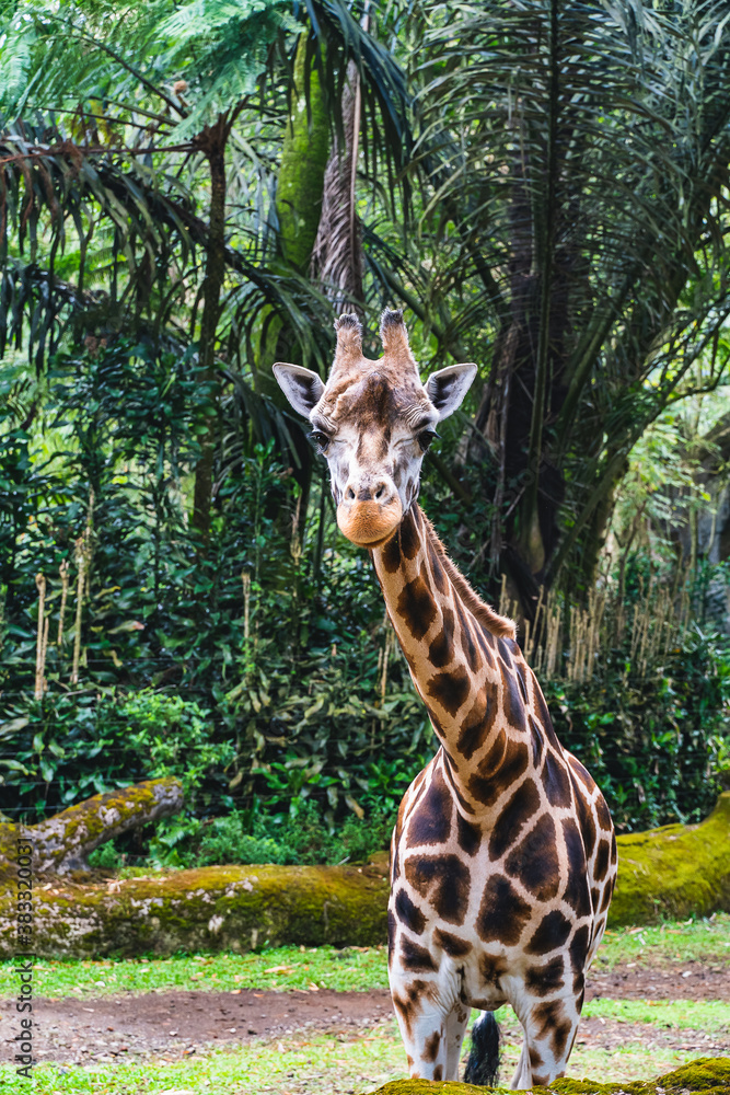 Fototapeta premium A giraffe tilt his head to a side