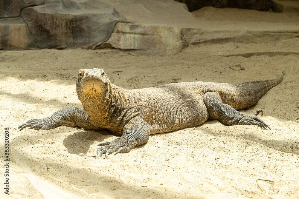 Fototapeta premium A komodo dragon is looking at you