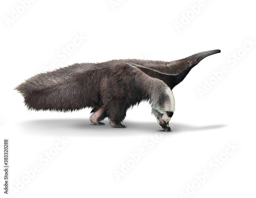 Giant anteater or Myrmecophaga tridactyla isolated is on White Background with clipping path photo