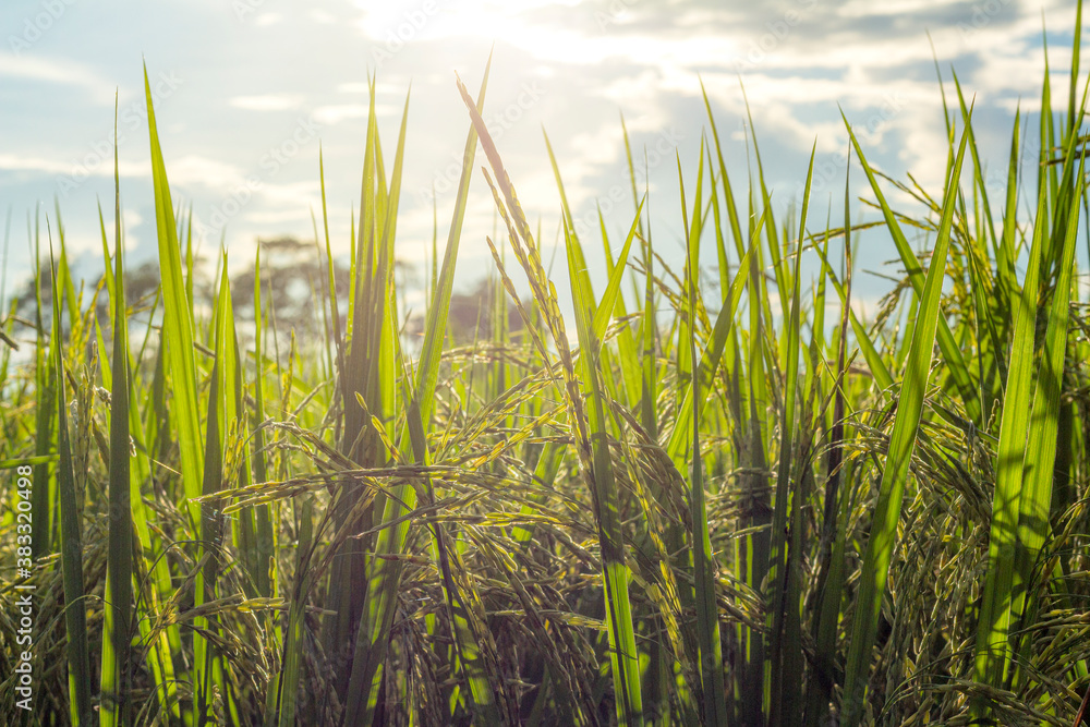 golden Rice Ear in sun golden Rice Ear in sun