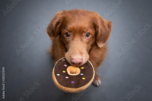 Dog holding donut