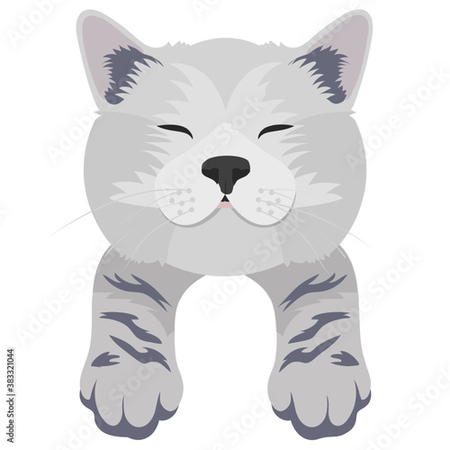 
A cute cross cat with amazed emotion 
