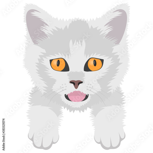 
A cute cross cat with amazed emotion 
