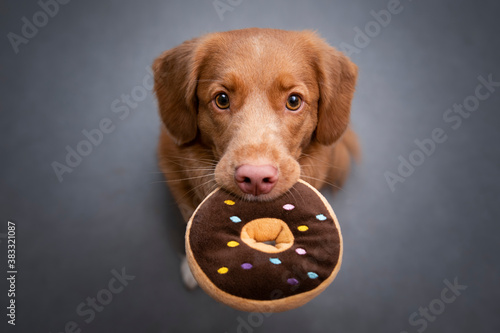 Dog holding donut 2