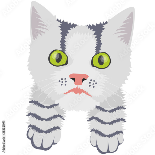 
A cute cross cat with amazed emotion 
