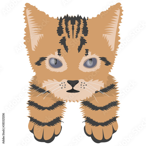
A toyger cat lives in forest 
