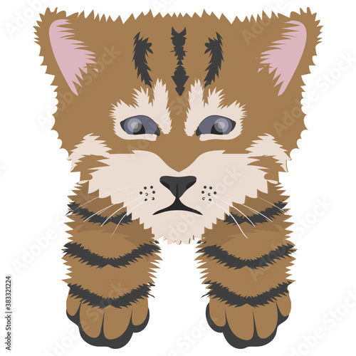 
A toyger cat lives in forest 
