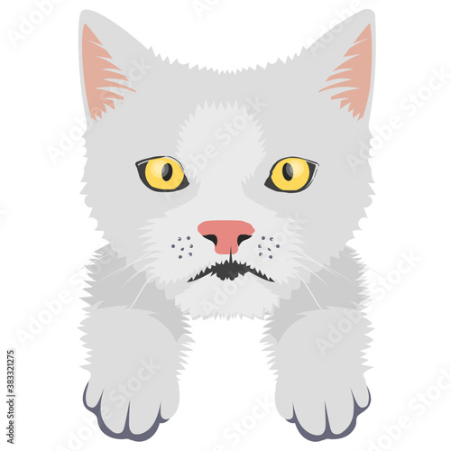 
A cute cross cat with amazed emotion 
