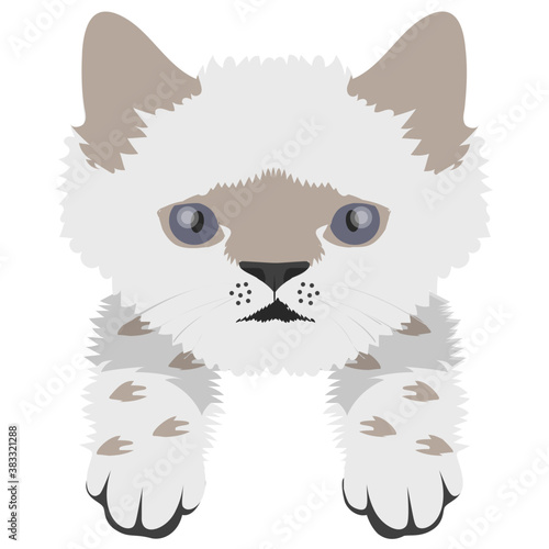 
A cute cross cat with amazed emotion 
