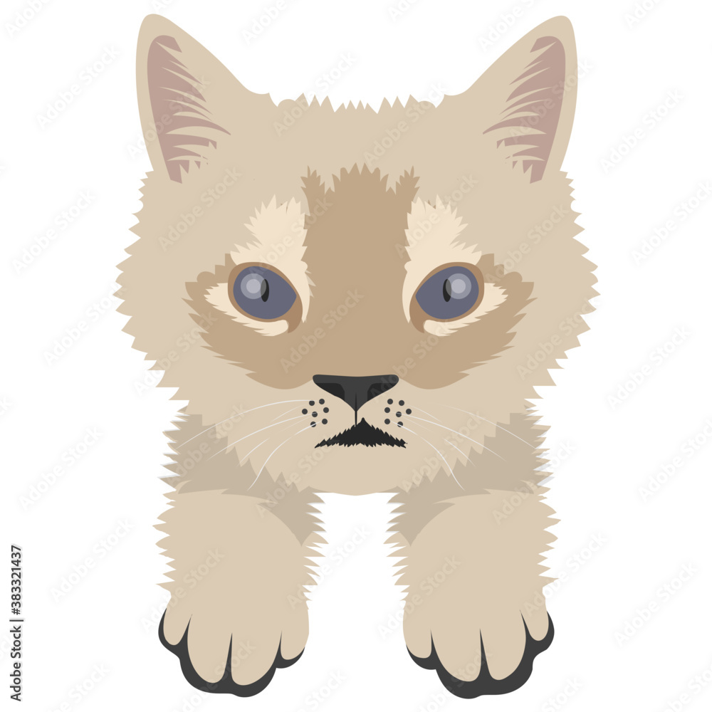 Obraz premium A furry cat known as american wirehair