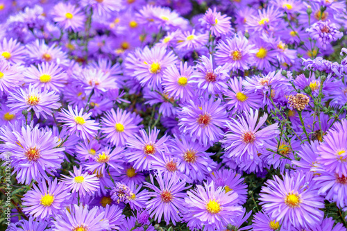 Purple perennial autumn flowers of Aster alpinus close up. Autumn flowers