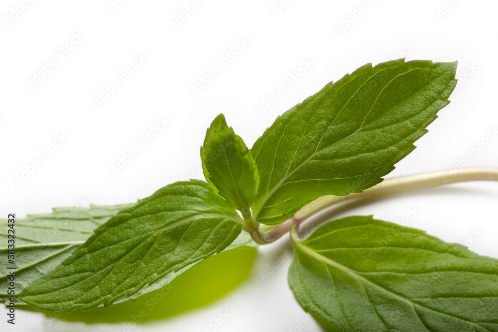 Fresh mint in closeup on a white background Fresh mint in closeup on a white background