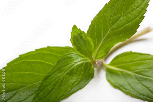 Fresh mint in closeup on a white background
