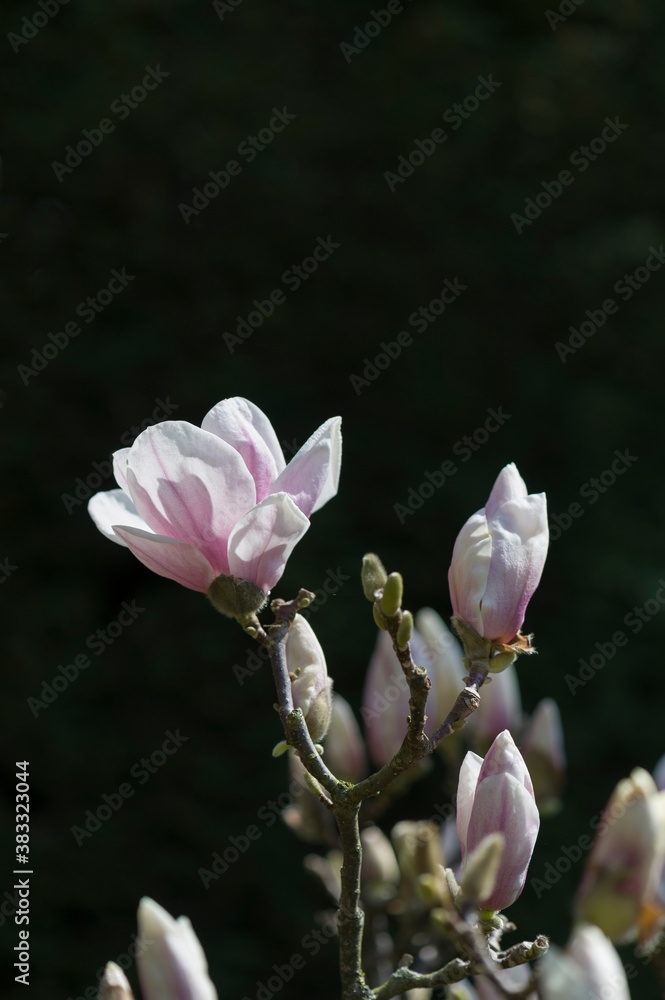 Fototapeta premium Magnolienblüte