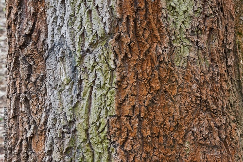 Fototapeta Naklejka Na Ścianę i Meble -  Thick tree trunk close up, some moss growing