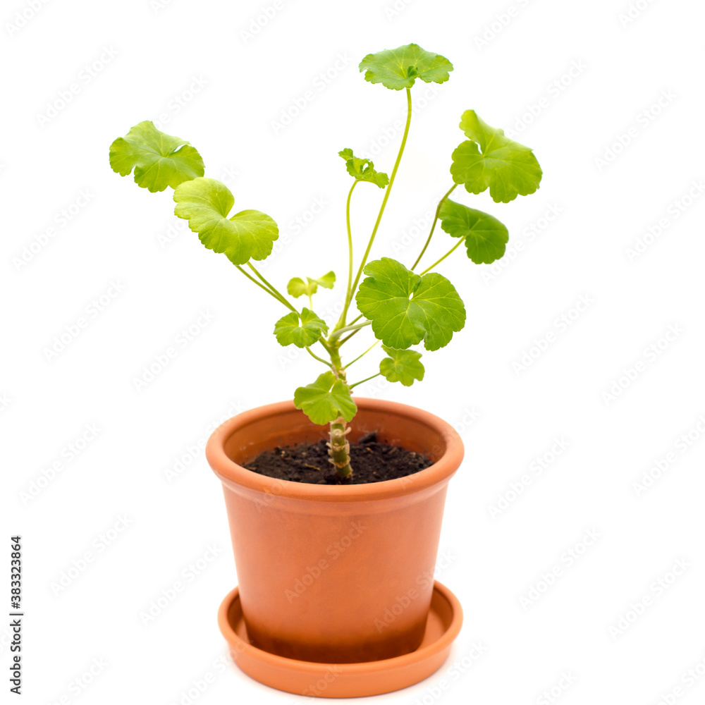 geranium in pot geranium in pot