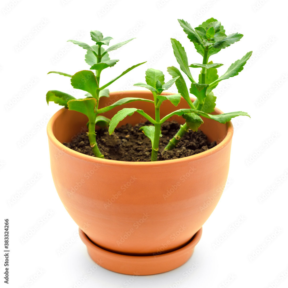 kalanchoe in pot kalanchoe in pot
