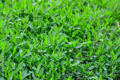 Polygonum aviculare lawn grass close up.