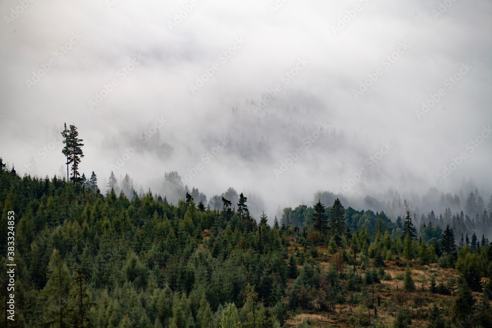 Trees and morning mist in High Tatras mountains, Slovakia