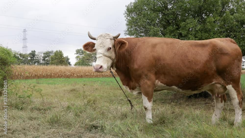 A cow stands and lies in Hungary. A cow stands and lies in Hungary.