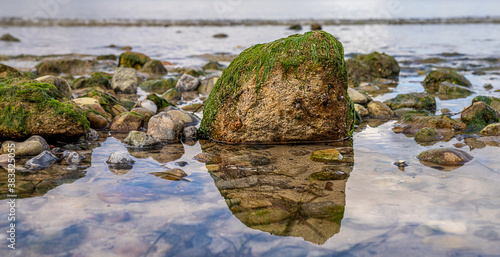 mit grünen Algen bewachsener Stein in der Ostsee