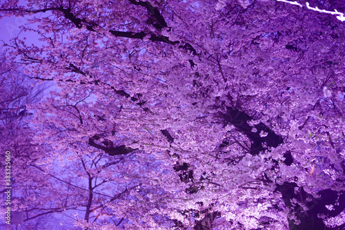 夜桜