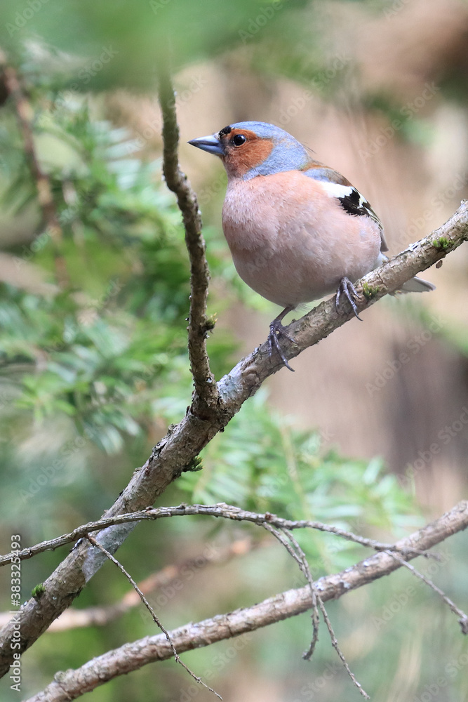 chaffinch chaffinch