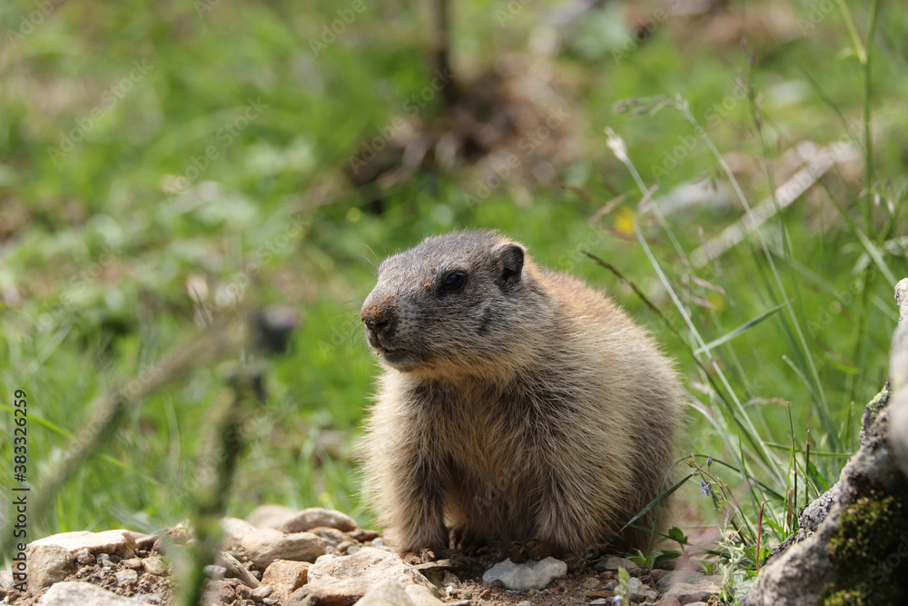 Marmots are large ground squirrels in the genus marmota Marmots are large ground squirrels in the genus marmota