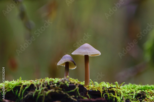  two mushrooms on a tree stump with green moss