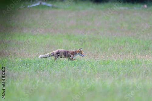 Portrait of red fox walking on the meadow grass © Pavol Klimek